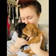 Dachshund (Standard &amp; Miniature) - Dogs