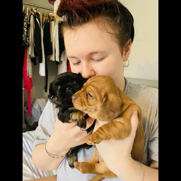 Dachshund (Standard &amp; Miniature) - Dogs
