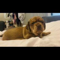 Dachshund (Standard &amp; Miniature) - Dogs