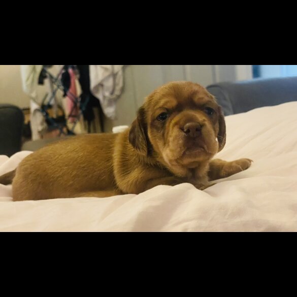 Dachshund (Standard &amp; Miniature) - Dogs