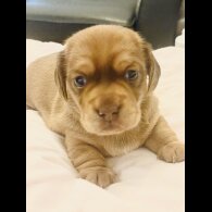 Dachshund (Standard &amp; Miniature) - Dogs