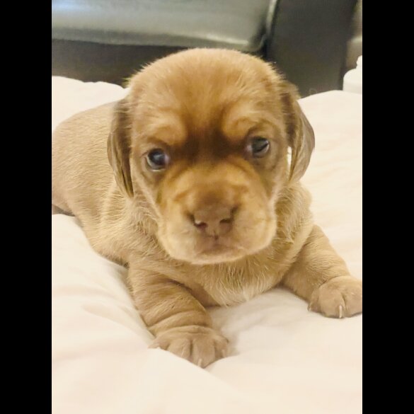 Dachshund (Standard &amp; Miniature) - Dogs