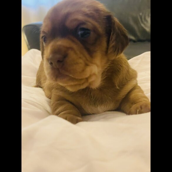 Dachshund (Standard &amp; Miniature) - Dogs