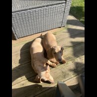 Dachshund (Standard &amp; Miniature) - Both