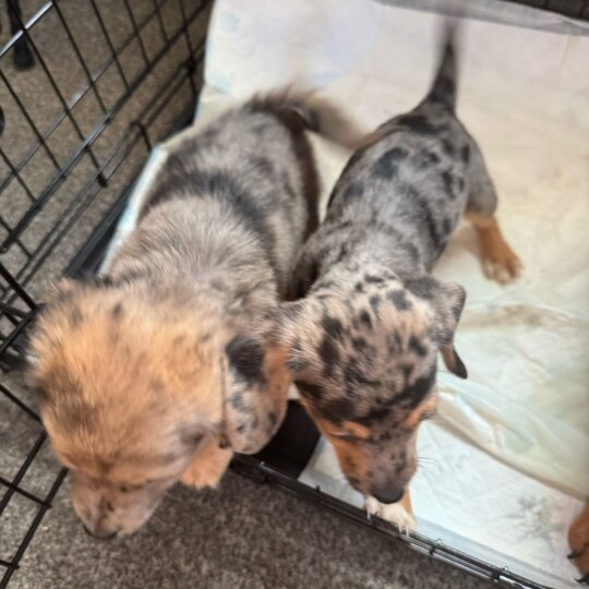 Dachshund (Standard &amp; Miniature) - Both