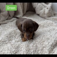 Dachshund (Standard &amp; Miniature) - Both