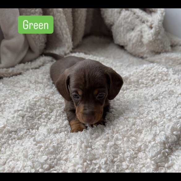 Dachshund (Standard &amp; Miniature) - Both