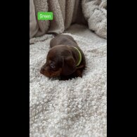 Dachshund (Standard &amp; Miniature) - Both