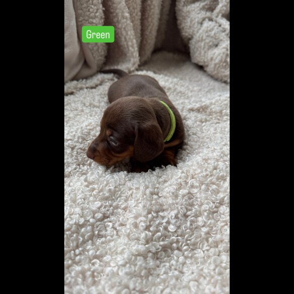 Dachshund (Standard &amp; Miniature) - Both