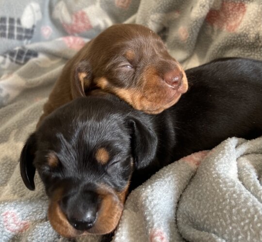 Dachshund (Standard &amp; Miniature)