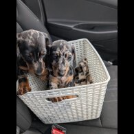 Dachshund (Standard &amp; Miniature) - Both