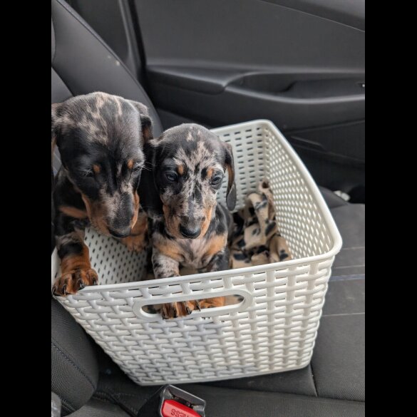 Dachshund (Standard &amp; Miniature) - Both