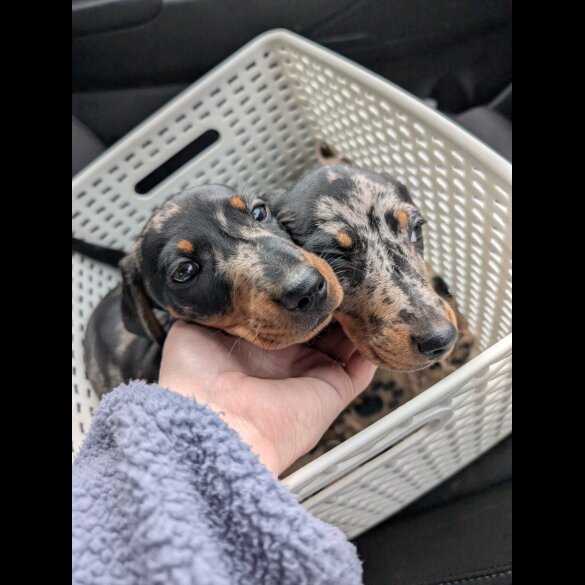 Dachshund (Standard &amp; Miniature) - Both
