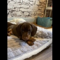 Dachshund (Standard &amp; Miniature) - Both