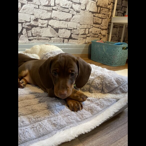 Dachshund (Standard &amp; Miniature) - Both