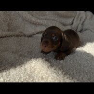 Dachshund (Standard &amp; Miniature) - Both