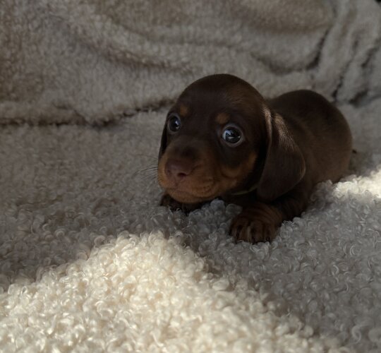 Dachshund (Standard &amp; Miniature)