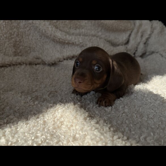 Dachshund (Standard &amp; Miniature) - Both