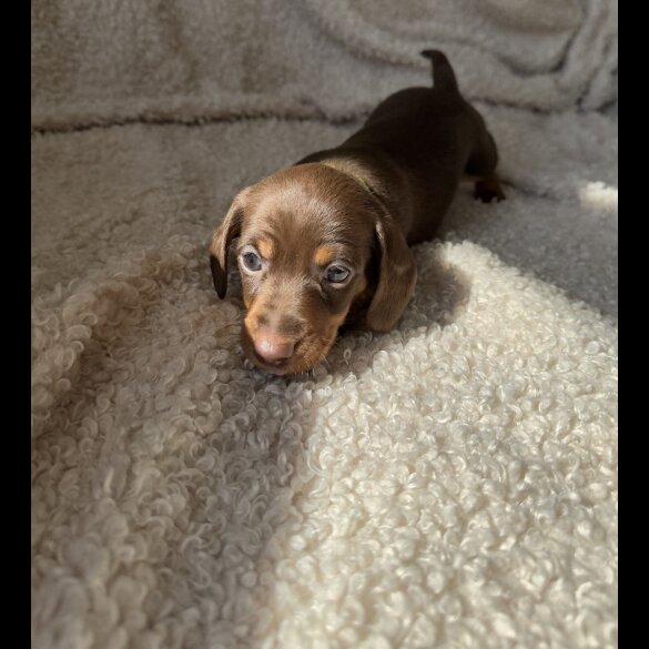 Dachshund (Standard &amp; Miniature) - Both