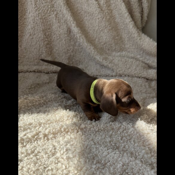 Dachshund (Standard &amp; Miniature) - Both