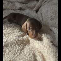 Dachshund (Standard &amp; Miniature) - Both