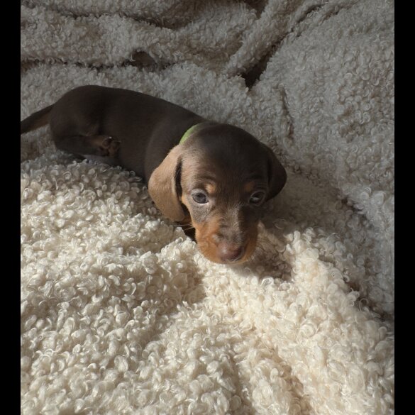 Dachshund (Standard &amp; Miniature) - Both
