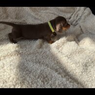 Dachshund (Standard &amp; Miniature) - Both