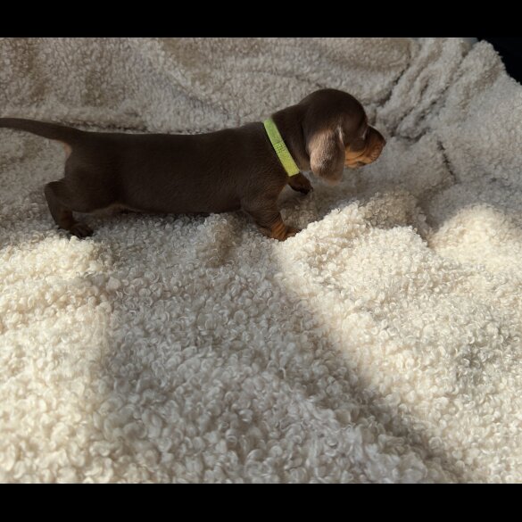 Dachshund (Standard &amp; Miniature) - Both