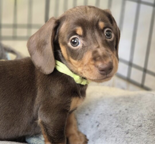 Dachshund (Standard &amp; Miniature)