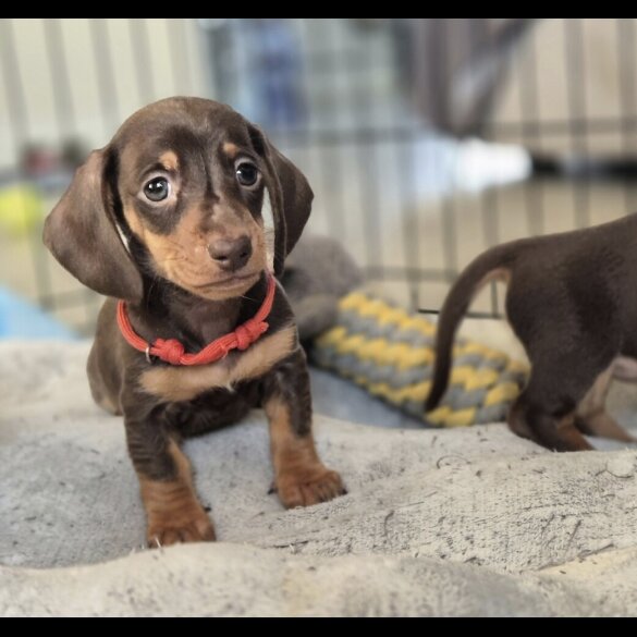 Dachshund (Standard &amp; Miniature) - Bitches