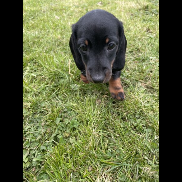 Dachshund (Standard &amp; Miniature) - Both