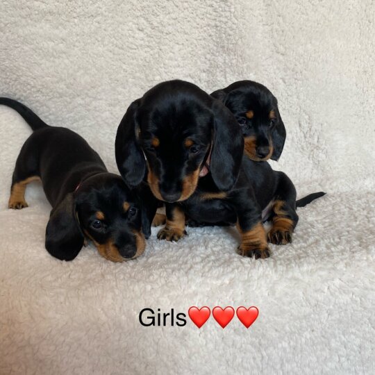 Dachshund (Standard &amp; Miniature) - Both