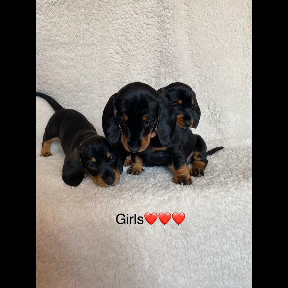 Dachshund (Standard &amp; Miniature) - Both