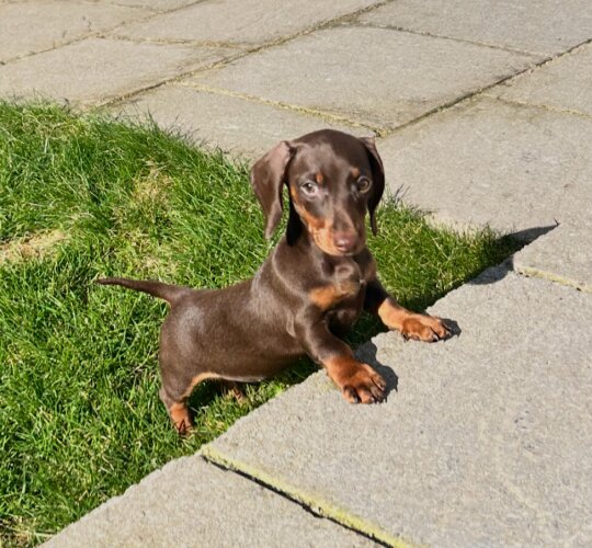 Dachshund (Standard &amp; Miniature)