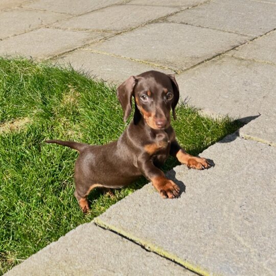 Dachshund (Standard &amp; Miniature) - Bitches