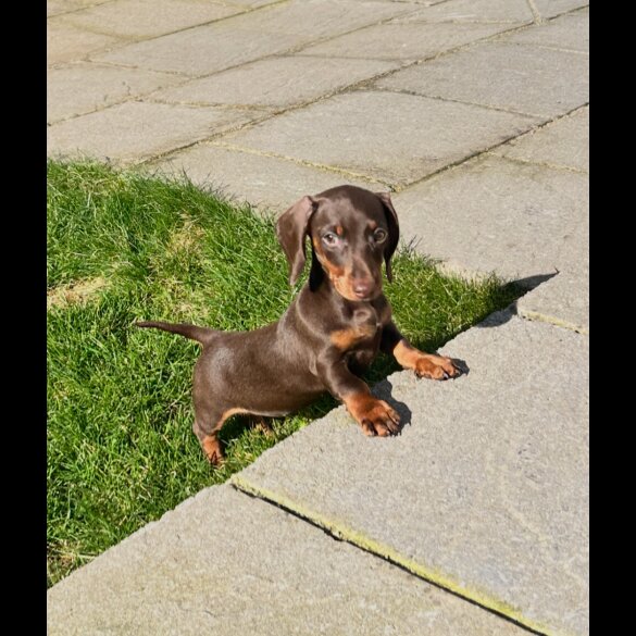 Dachshund (Standard &amp; Miniature) - Bitches