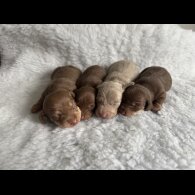 Dachshund (Standard &amp; Miniature) - Both