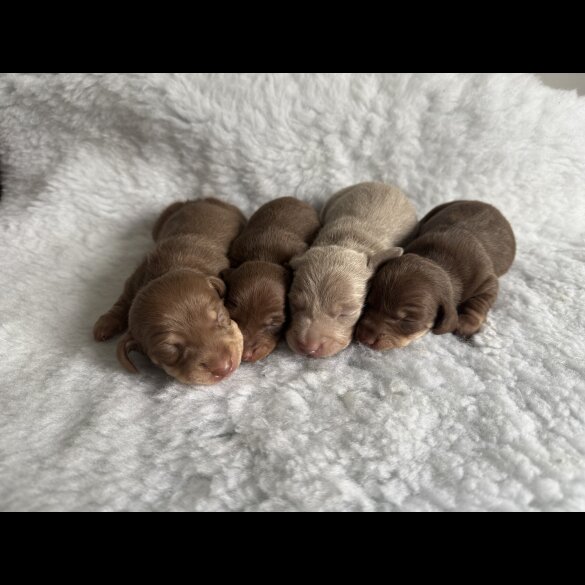 Dachshund (Standard &amp; Miniature) - Both