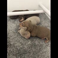 Dachshund (Standard &amp; Miniature) - Both