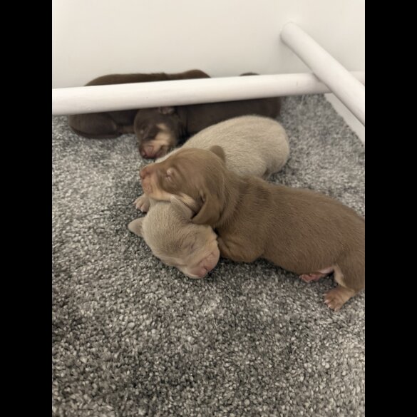 Dachshund (Standard &amp; Miniature) - Both