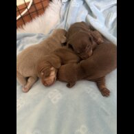 Dachshund (Standard &amp; Miniature) - Both