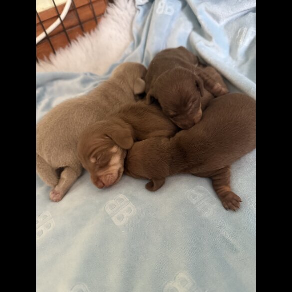 Dachshund (Standard &amp; Miniature) - Both