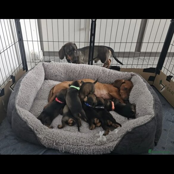 Dachshund (Standard &amp; Miniature) - Both