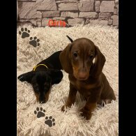 Dachshund (Standard &amp; Miniature) - Both