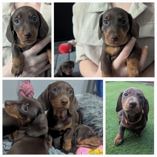 Dachshund (Standard &amp; Miniature) - Both