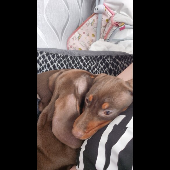 Dachshund (Standard &amp; Miniature) - Both