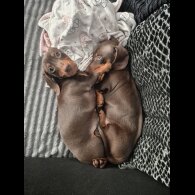 Dachshund (Standard &amp; Miniature) - Both