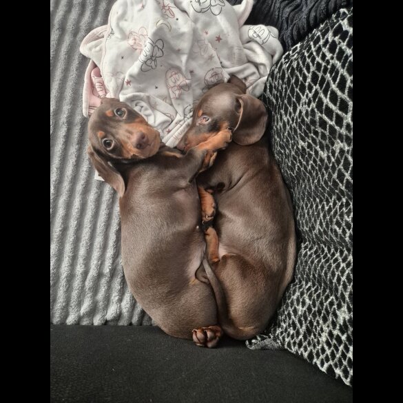 Dachshund (Standard &amp; Miniature) - Both