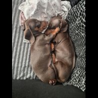 Dachshund (Standard &amp; Miniature) - Both