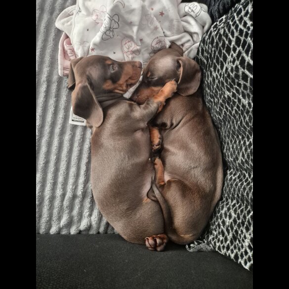 Dachshund (Standard &amp; Miniature) - Both
